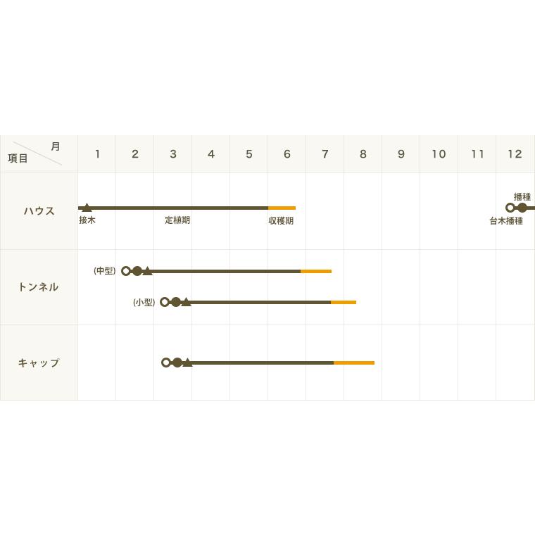 上等 てしまの苗 スイカ苗 満天星 断根接木苗 野菜苗 9cmポット 人気 Aynaelda Com