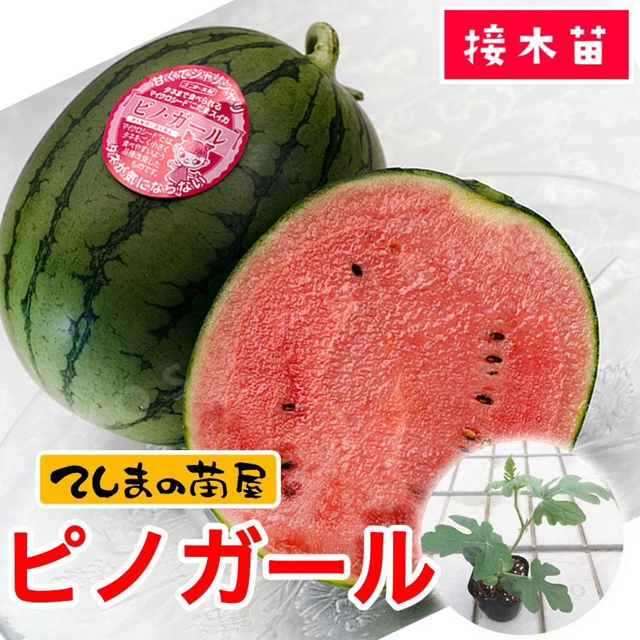 てしまの苗 小玉スイカ苗 ピノガール 9cmポット スイカ 断根接木苗 野菜苗（Yahoo!・てしまの苗屋）