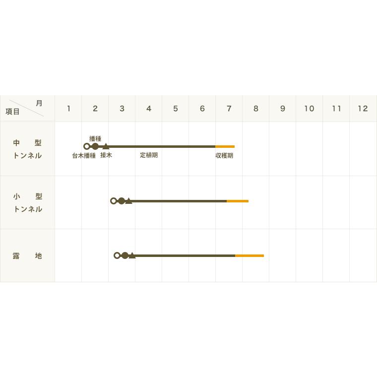 てしまの苗 スイカ苗 縞王 断根接木苗 9cmポット 人気 Suika Simaou 9 1 てしまの苗屋 通販 Yahoo ショッピング