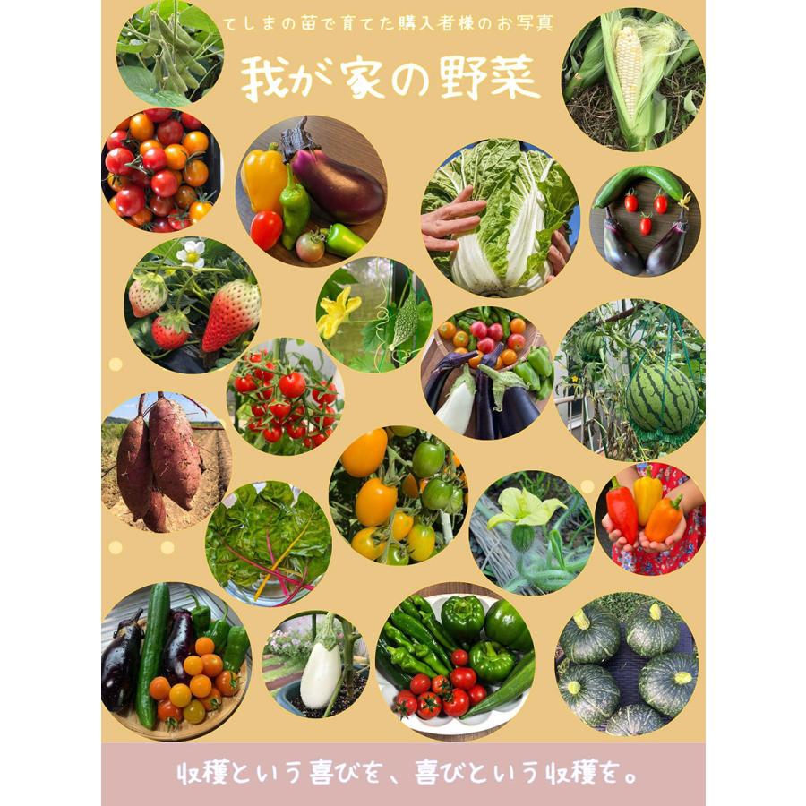 てしまの苗 ミニトマト苗 アイコ 断根接木苗 野菜苗 9cmポット人気野菜