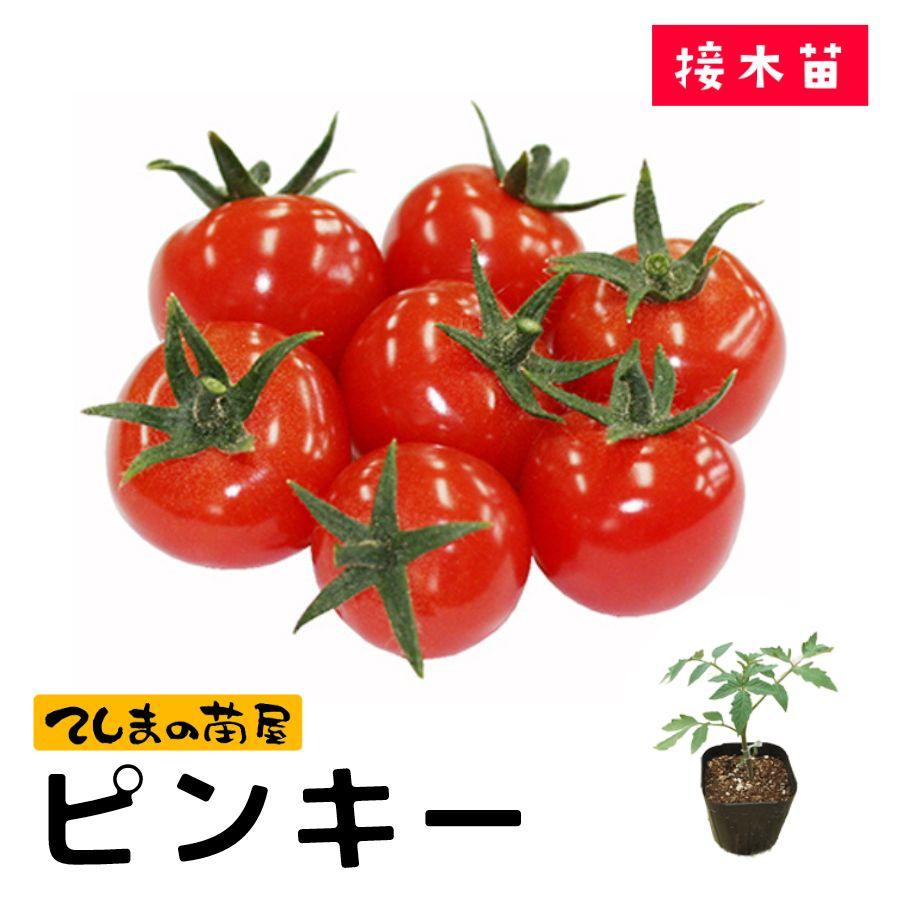 てしまの苗 ミニトマト苗 ピンキー 断根接木苗 野菜苗 9cmポット人気野菜苗（Yahoo!・てしまの苗屋）
