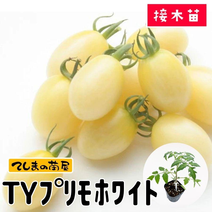 【てしまの苗】ミニトマト苗　TYプリモホワイト　9ｃｍポット 断根接木苗（Yahoo!・てしまの苗屋）