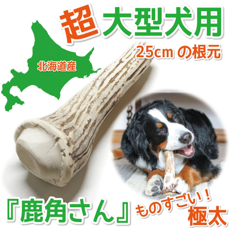 鹿の角 超大型 犬 用 鹿角さん ものすごい極太根元 約25cm 1本 天然 無