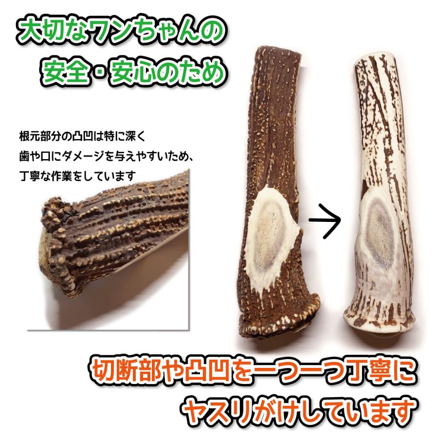鹿の角 超大型 犬 用 鹿角さん ものすごい極太根元 約25cm 1本 天然 無