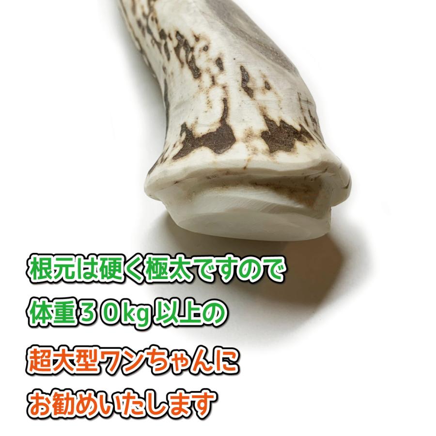 鹿の角 超大型 犬 用 鹿角さん ものすごい極太根元 約25cm 1本 天然 無