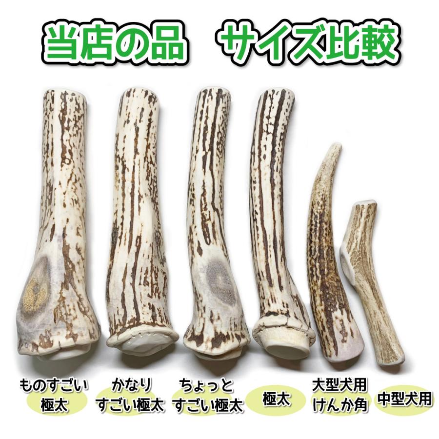 鹿の角 超大型 犬 用 鹿角さん ものすごい極太根元 約25cm 1本 天然 無