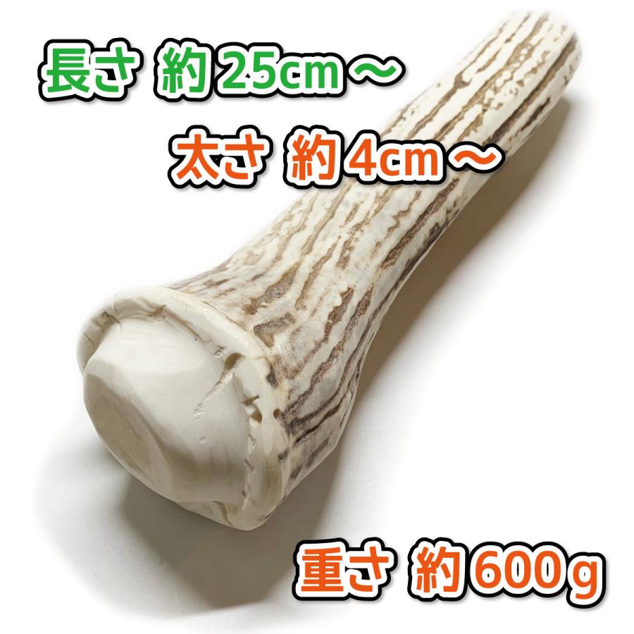 鹿の角 超大型 犬 用 鹿角さん ものすごい極太根元 約25cm 1本 天然 無