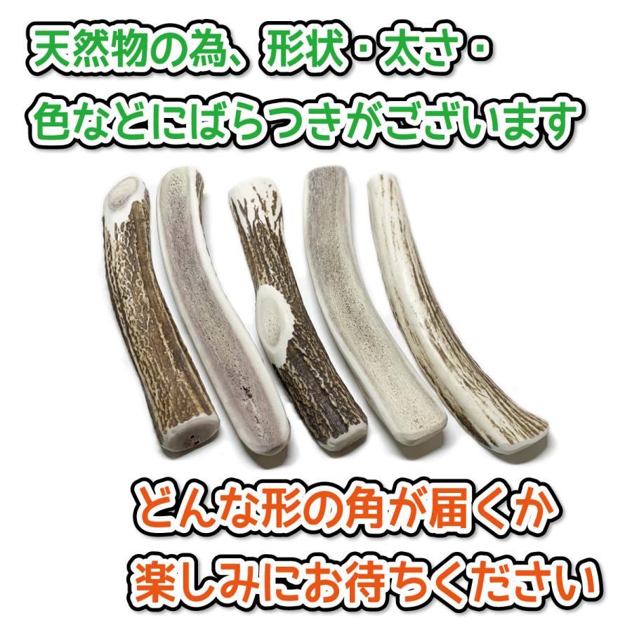 蝦夷鹿の角 北海道 インテリア 置物 犬 ペット おもちゃ １２本 １２キロ以上 楽天市場】【今期狩猟品】鹿の角 四つ割り 1本 2本 髄 髄液 北海道 犬