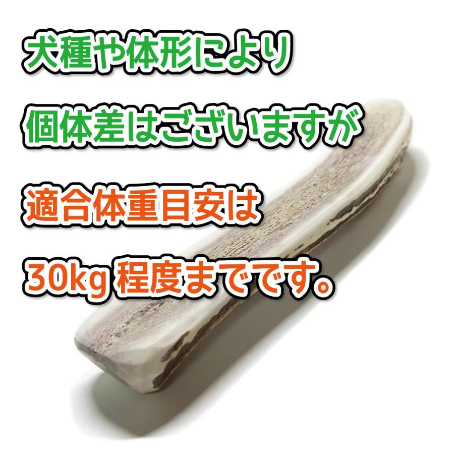 r*i様 鹿角　ニホンジカ　16本 r*i様 鹿角ニホンジカ16本
