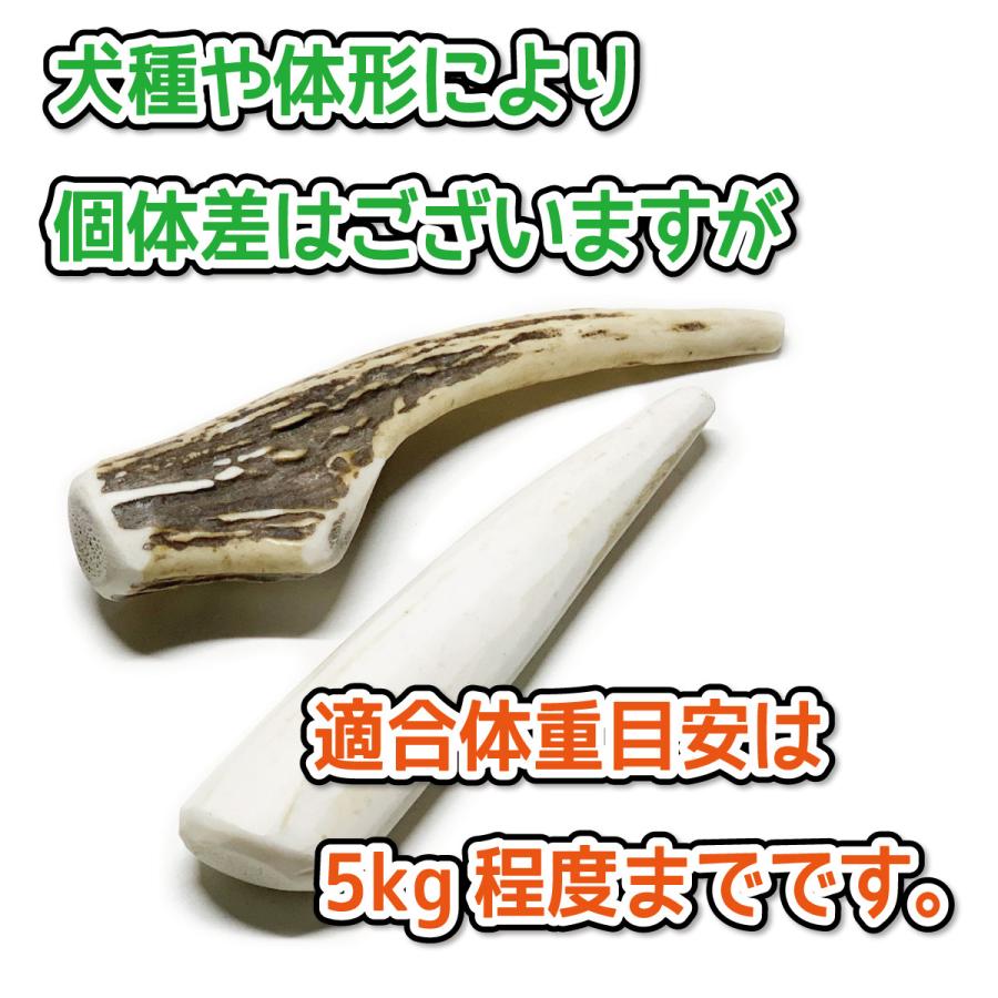 蝦夷鹿の角10本まとめ売り 鹿のツノ