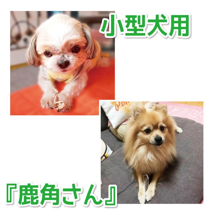 鹿の角 小型 犬 用 鹿角さん 四つ割り2本セット 天然 無添加 鹿の角 小型 犬 用 鹿角さん 四つ割り2本セット 天然 無添加
