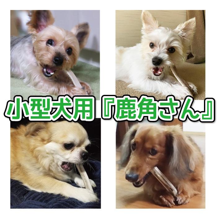 鹿の角 小型 犬 用 鹿角さん 四つ割り2本セット 天然 無添加 鹿の角 小型 犬 用 鹿角さん 四つ割り2本セット 天然 無添加