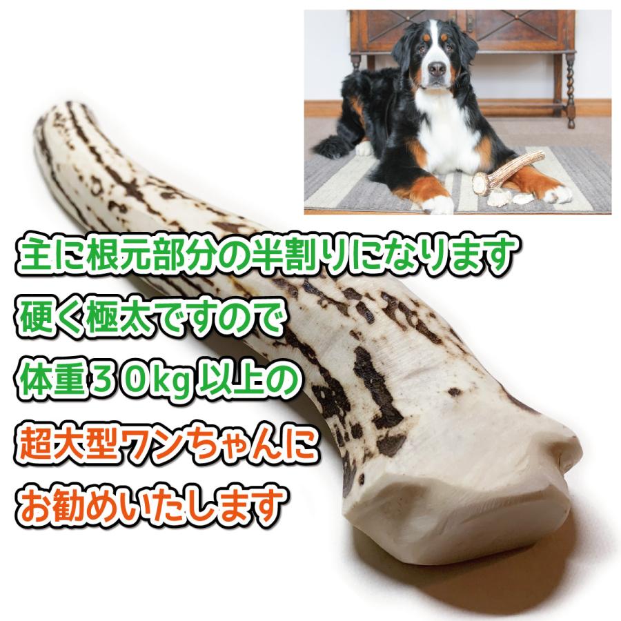 超大型犬用 蝦夷鹿の角 『鹿角さん』 半割り 約25cm 1本 天然 無添加 北海道産 鹿の角 犬のおもちゃ 犬 かむおもちゃ エゾ鹿 エゾ