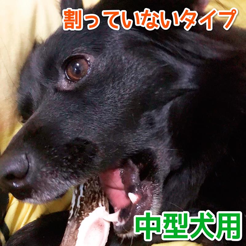 鹿の角 中型 犬 用 鹿角さん 割っていないタイプ2本セット 天然 鹿の角 中型 犬 用 鹿角さん 割っていないタイプ2本セット 天然