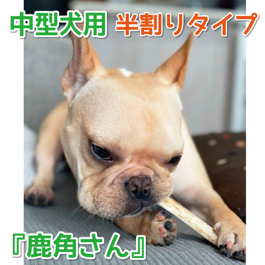 訳あり】 中型犬用 蝦夷鹿の角 鹿角さん 約15cm 半割り 2本セット 天然