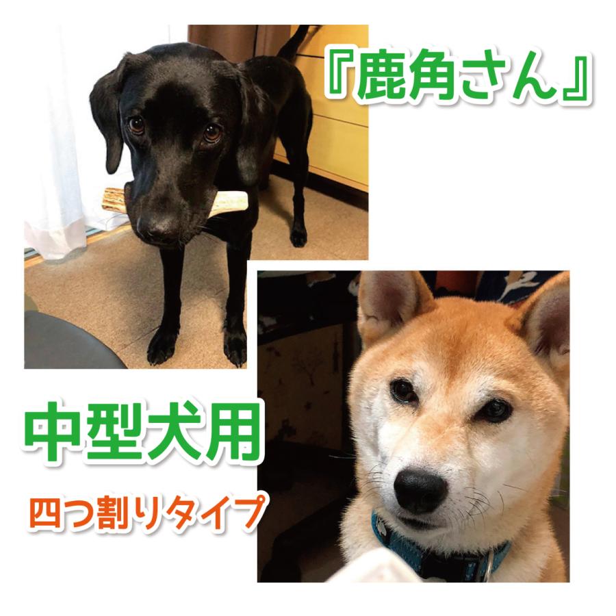 中型犬用 蝦夷鹿の角 『鹿角さん』 約15cm 四つ割り2本セット 天然 無添加 北海道産 鹿の角 犬のおもちゃ 犬 かむおもちゃ エゾ鹿 エゾシカ ツノ デンタル :tyuwari15-4-2:手づくり屋さんヤフー店 - 通販 - Yahoo!ショッピング 中型犬用 蝦夷鹿の角 『鹿角さん』 約15cm 四つ割り2本セット 天然 無添加 北海道産 鹿の角 犬のおもちゃ 犬 かむおもちゃ エゾ鹿 エゾシカ ツノ デンタル :tyuwari15-4-2:手づくり屋さんヤフー店 - 通販 - Yahoo!ショッピング