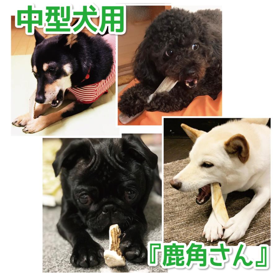 鹿の角 中型 犬 用 鹿角さん 四つ割り1本 天然 無添加 北海道産 鹿の角 中型 犬 用 鹿角さん 四つ割り1本 天然 無添加 北海道産