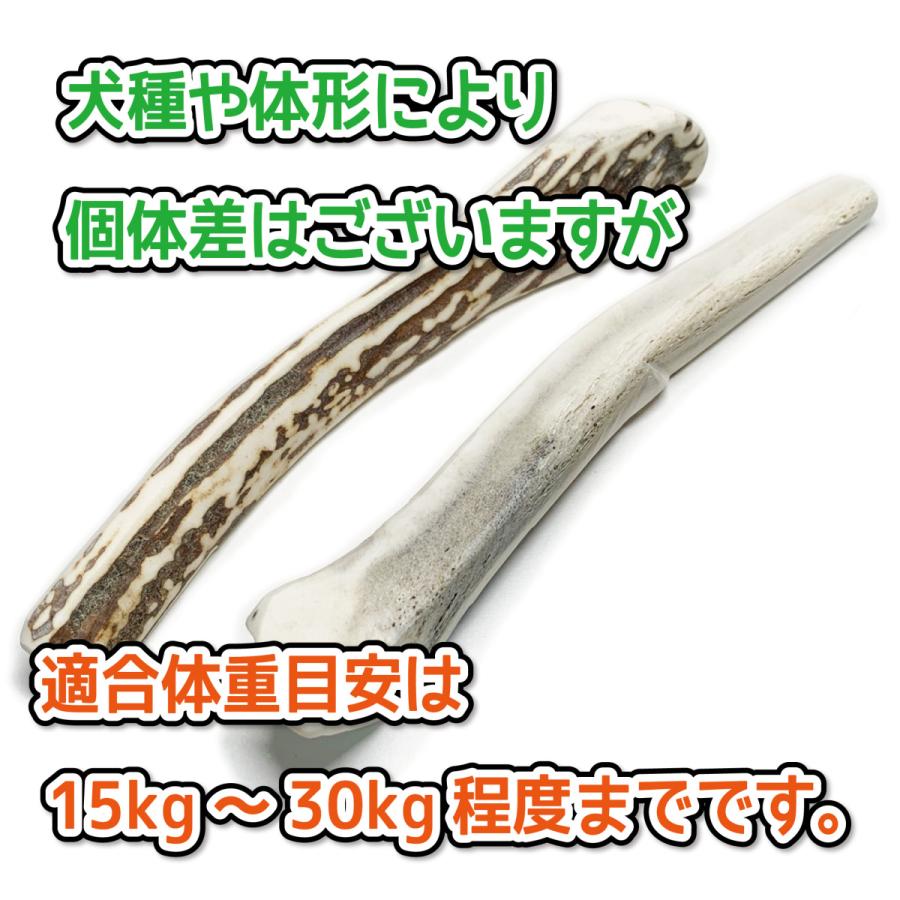 鹿角★１２本★　1本単価1000円★ 鹿角☆12本☆1本単価1000円☆
