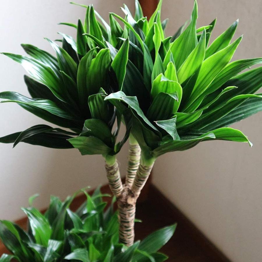 が大特価 ドラセナ コンパクター D 8号プラスチック鉢品種で選べる観葉植物 リビングやオフィス向きサイズ 1個学名 Dracaena 中型 観葉植物 鉢 プランターカバー Raffles Mn