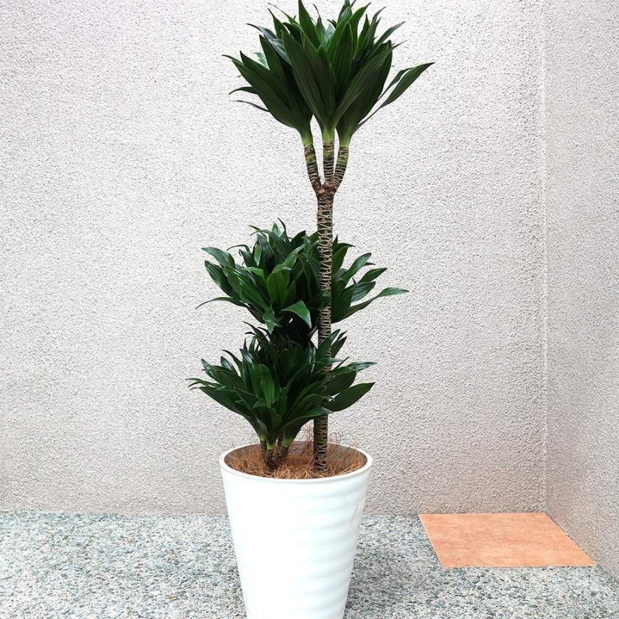 が大特価 ドラセナ コンパクター D 8号プラスチック鉢品種で選べる観葉植物 リビングやオフィス向きサイズ 1個学名 Dracaena 中型 観葉植物 鉢 プランターカバー Raffles Mn