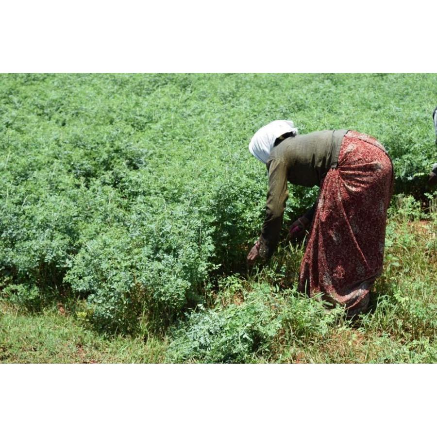 史上最も激安 印度 インド 農園 100％オーガニックインディゴ 木藍 パウダー 200g 100g×2個 smartpreventie.nl