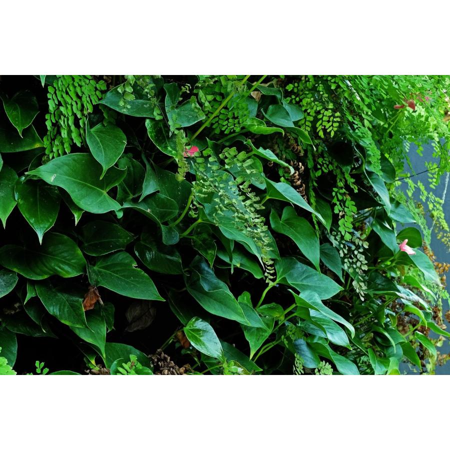 熱帯植物用ミスト式液体栄養剤 APT DEW 300ml【THE 2HR AQUARIST JAPAN