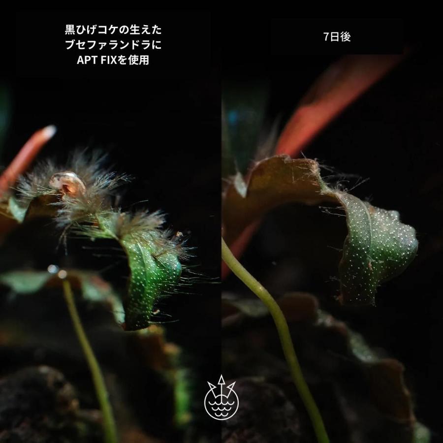 コケ取り剤 Apt Fix 300ml アクアリウム 水槽 おすすめ Aptf The 2hr Aquarist Japan 通販 Yahoo ショッピング