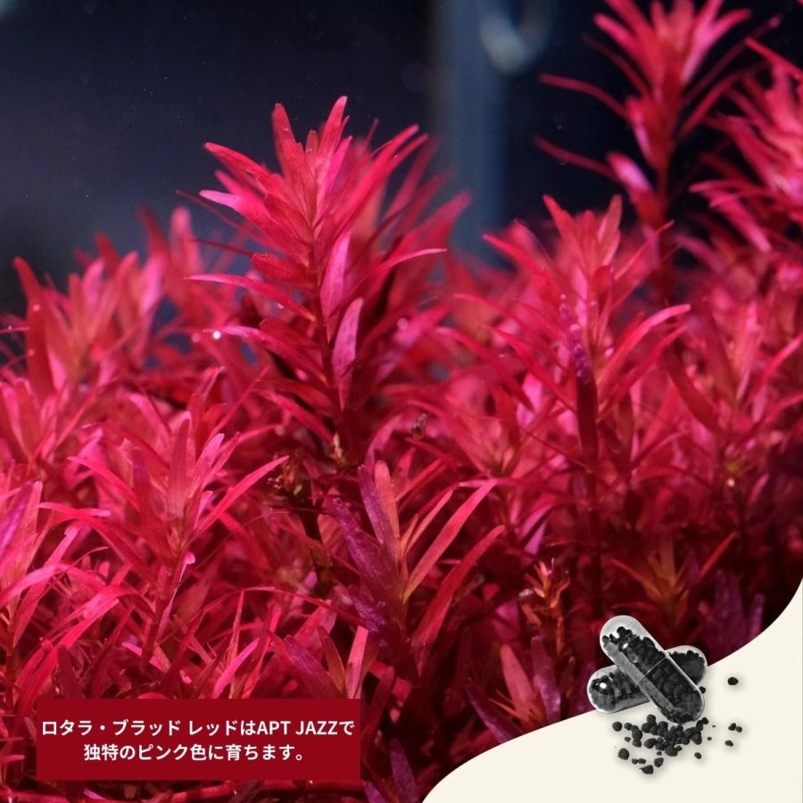 ソイルの栄養補給におすすめの水草水槽用 固形栄養剤 APT JAZZ 54カプセル アクアリウム おすすめ 人気 肥料