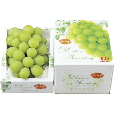 お中元 21 果物 御中元 岡山県産 マスカットオブアレキサンドリア 約600g 1房 進物箱 ポイント5倍 送料無料 ぶどう ブドウ Sgs 215 スーパーフジの通販 Fuji Prime 通販 Yahoo ショッピング