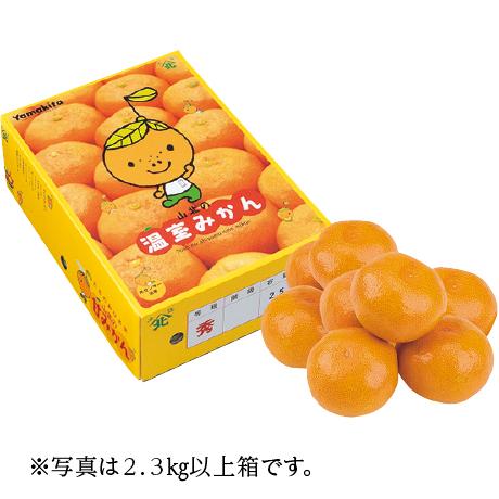 送料無料】高知県産（JA高知県） 山北ハウスみかん L・2.3kg以上｜旬の