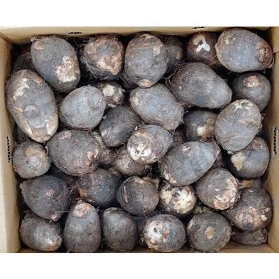 伊予美人 さといも 2l 10kg 愛媛県産 期日指定できません Stk 212 409 スーパーフジの通販 Fuji Netshop 通販 Yahoo ショッピング