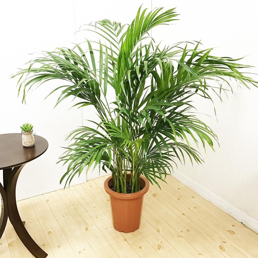 アレカヤシ ヤシの木 8号 送料無料 観葉植物 8号鉢 中鉢 中型 大型 Areka8no 観葉植物専門店the Green 通販 Yahoo ショッピング