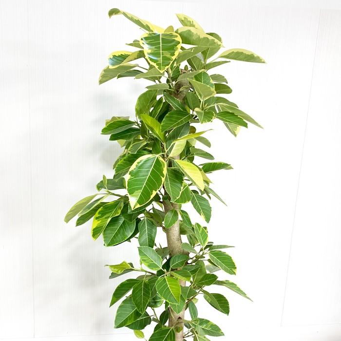 フィカス アルテシーマ 10号 法人・お店宛送料無料 観葉植物 10号鉢 大