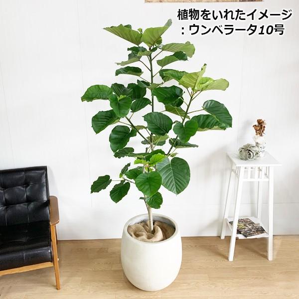 バルーン型 高級鉢カバー 送料無料 観葉植物 おしゃれ 尺鉢 大型 大鉢 大サイズ 大きいサイズ インテリア 10号 10号鉢 大鉢用 Ballooncover 観葉植物専門店the Green 通販 Yahoo ショッピング