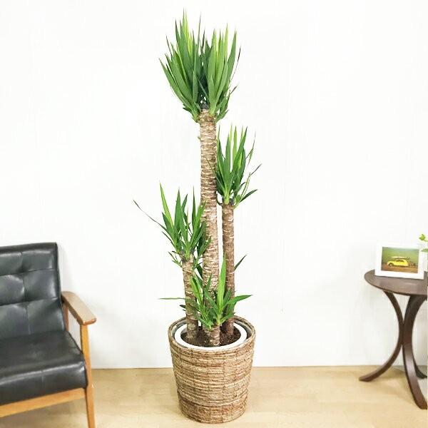 鉢カバー 10号 バナナリーフ 送料無料 大鉢用 １０号鉢用 インテリアカバー 手作り ハンドメイド 観葉植物 おしゃれ インテリア Banana10 観葉植物専門店the Green 通販 Yahoo ショッピング