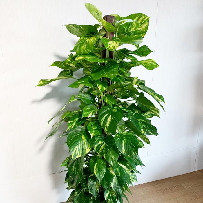 ポトス ヘゴ仕立て 10号 法人・お店宛送料無料 観葉植物 10号鉢 大鉢