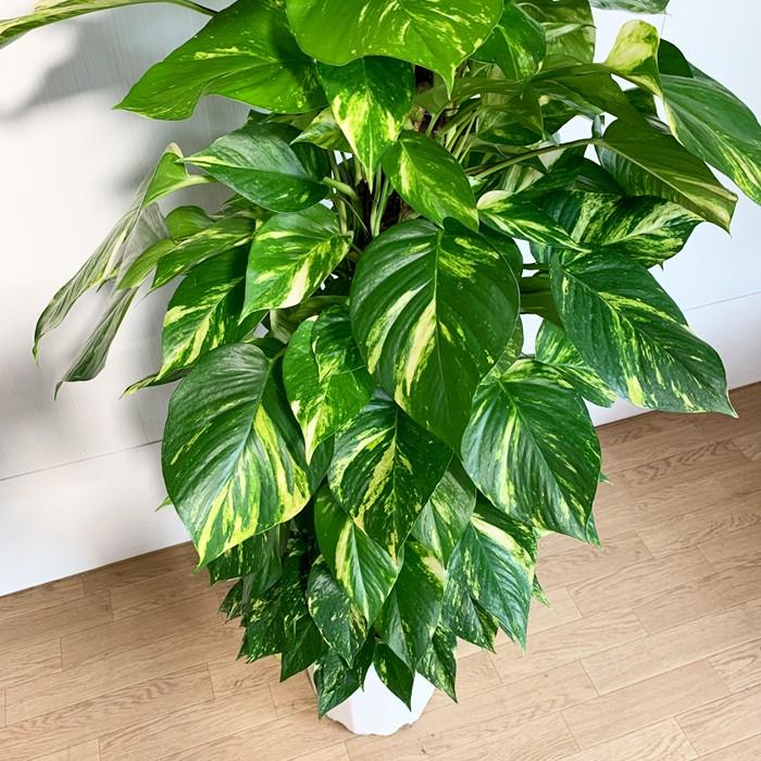 ポトス ヘゴ仕立て 10号 法人・お店宛送料無料 観葉植物 10号鉢 大鉢