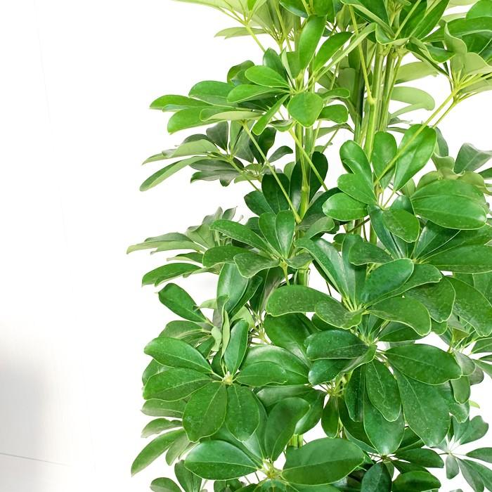 シェフレラ ホンコンカポック 10号 法人・お店宛送料無料 観葉