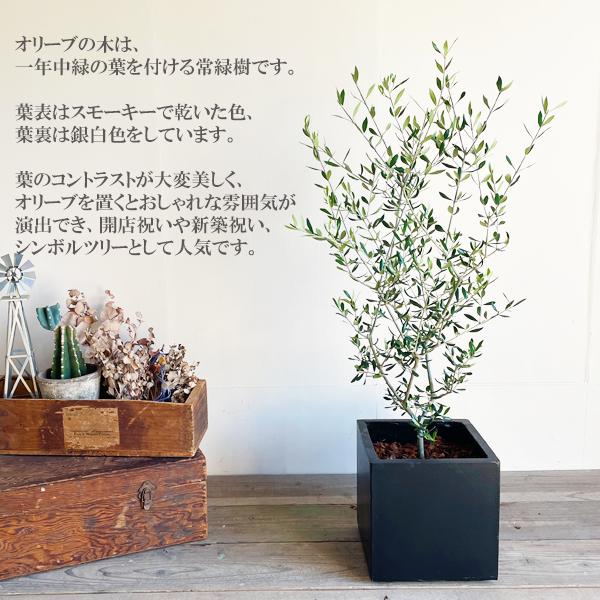 オリーブの木 産地厳選 ブラックキューブ型鉢植え オリーブ 平和 オリーブの木 産地厳選 ブラックキューブ型鉢植え オリーブ 平和