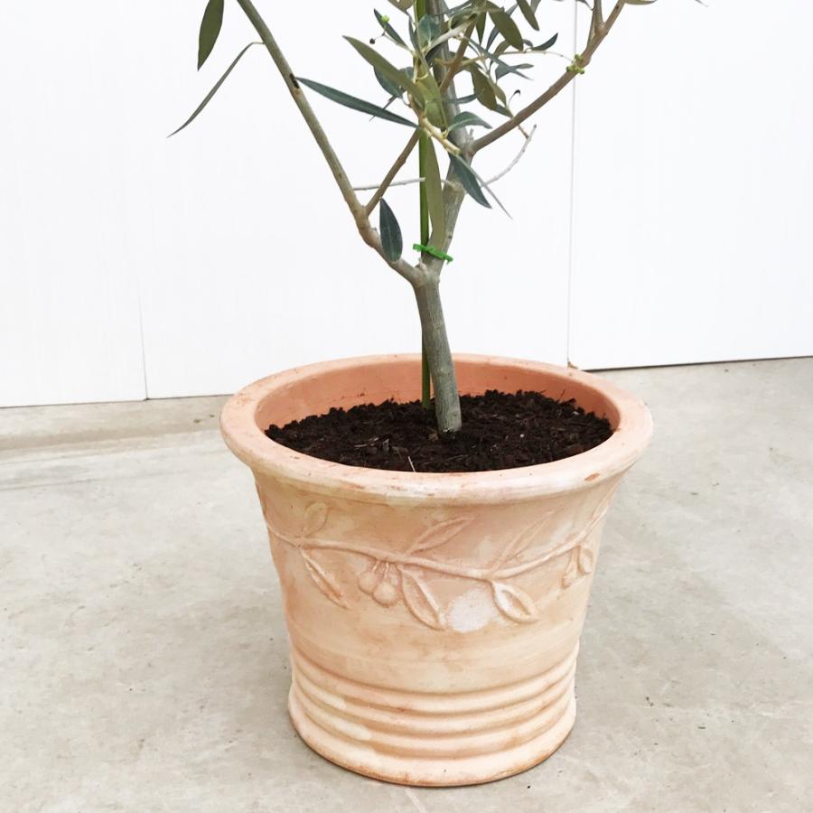 送料無料 オリーブ テラコッタ鉢植え 素焼き鉢 送料無料 オリーブの木 観葉植物 庭木 鉢植え Olive8tera 観葉植物専門店the Green 通販 Yahoo ショッピング
