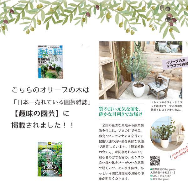 オリーブの木 産地厳選 ファイバーセメント鉢植え ブルーブラック