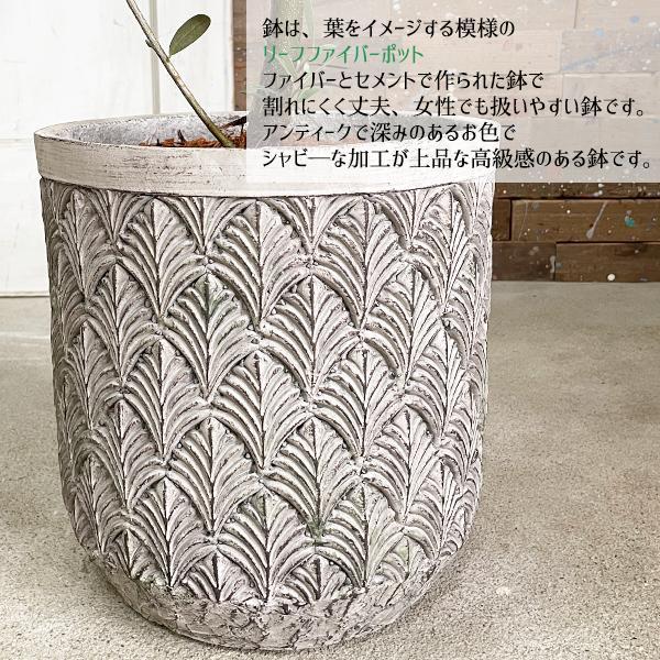 オリーブの木 産地厳選 ファイバーセメント鉢植え シルバーグレイ
