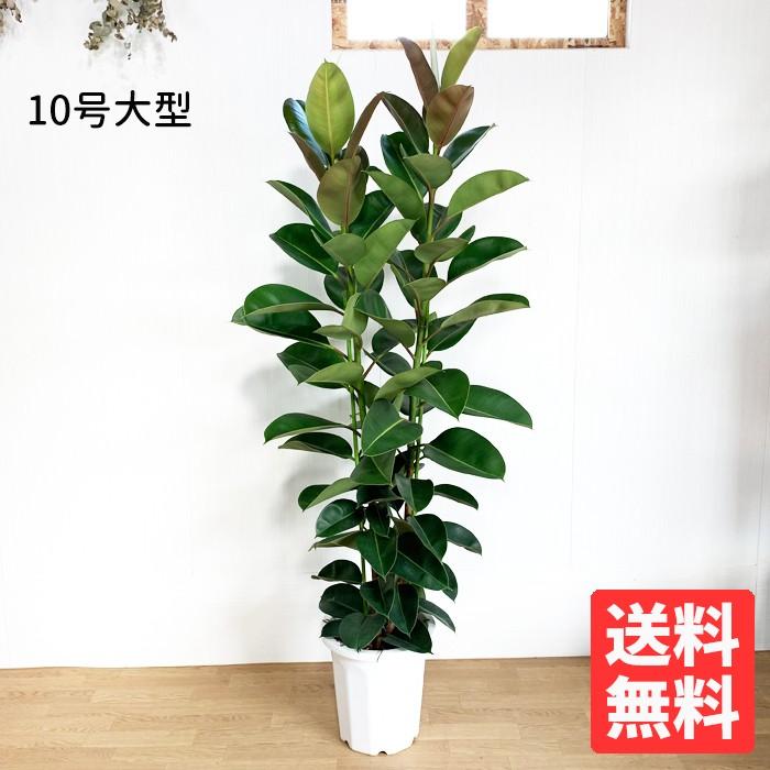 ロブスター ゴムの木 10号 法人・お店宛送料無料 観葉植物 10号鉢 大鉢 