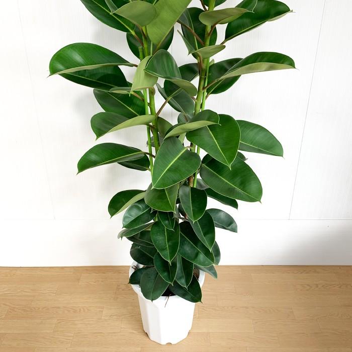 残りわずか ロブスター ゴムの木 10号 法人 お店宛送料無料 観葉植物 10号鉢 大鉢 大型 大きい 尺鉢 公式 Talentshiners Com