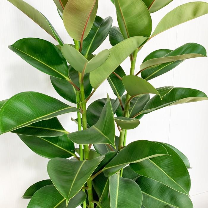 ロブスター ゴムの木 10号 法人・お店宛送料無料 観葉植物 10号鉢 大鉢
