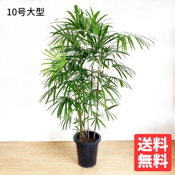 シュロチク 棕櫚竹 10号 法人・お店宛送料無料 観葉植物 10号鉢 シュロチク 棕櫚竹 10号 法人・お店宛送料無料 観葉植物 10号鉢