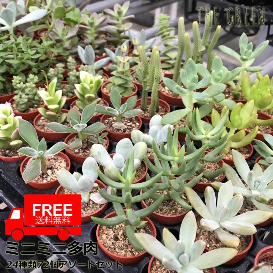 多肉植物 ７２個入り ２４種類 アソートセット ミニ鉢植え 送料無料 Taniku72 観葉植物専門店the Green 通販 Yahoo ショッピング