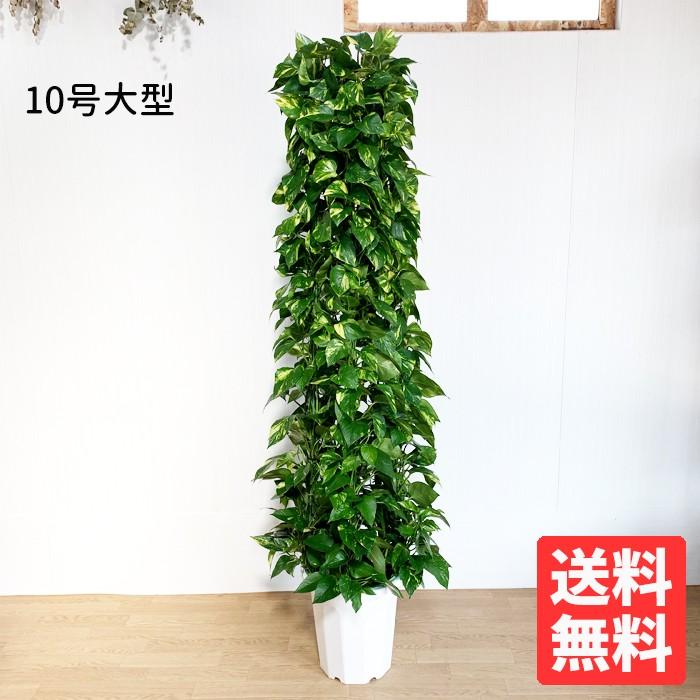 ポトス タワー仕立て 10号 法人・お店宛送料無料 観葉植物 10号 ポトス タワー仕立て 10号 法人・お店宛送料無料 観葉植物 10号