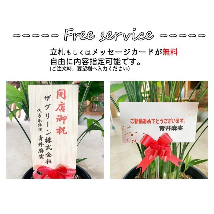 ポトス タワー仕立て 10号 法人・お店宛送料無料 観葉植物 10号鉢 大鉢
