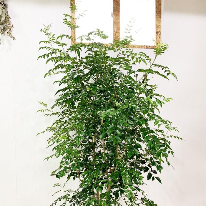 シマトネリコ トネリコ 10号 法人・お店宛送料無料 観葉植物 10号鉢 大